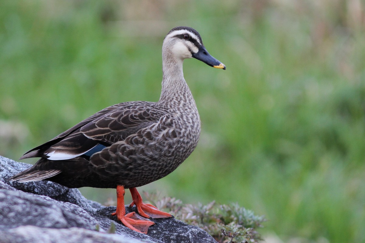 Eastern Spot-billed Duck - John Martin