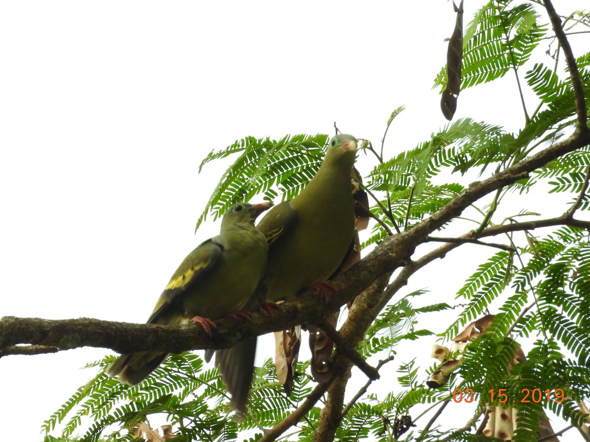 Thick-billed Green-Pigeon - ML146665871