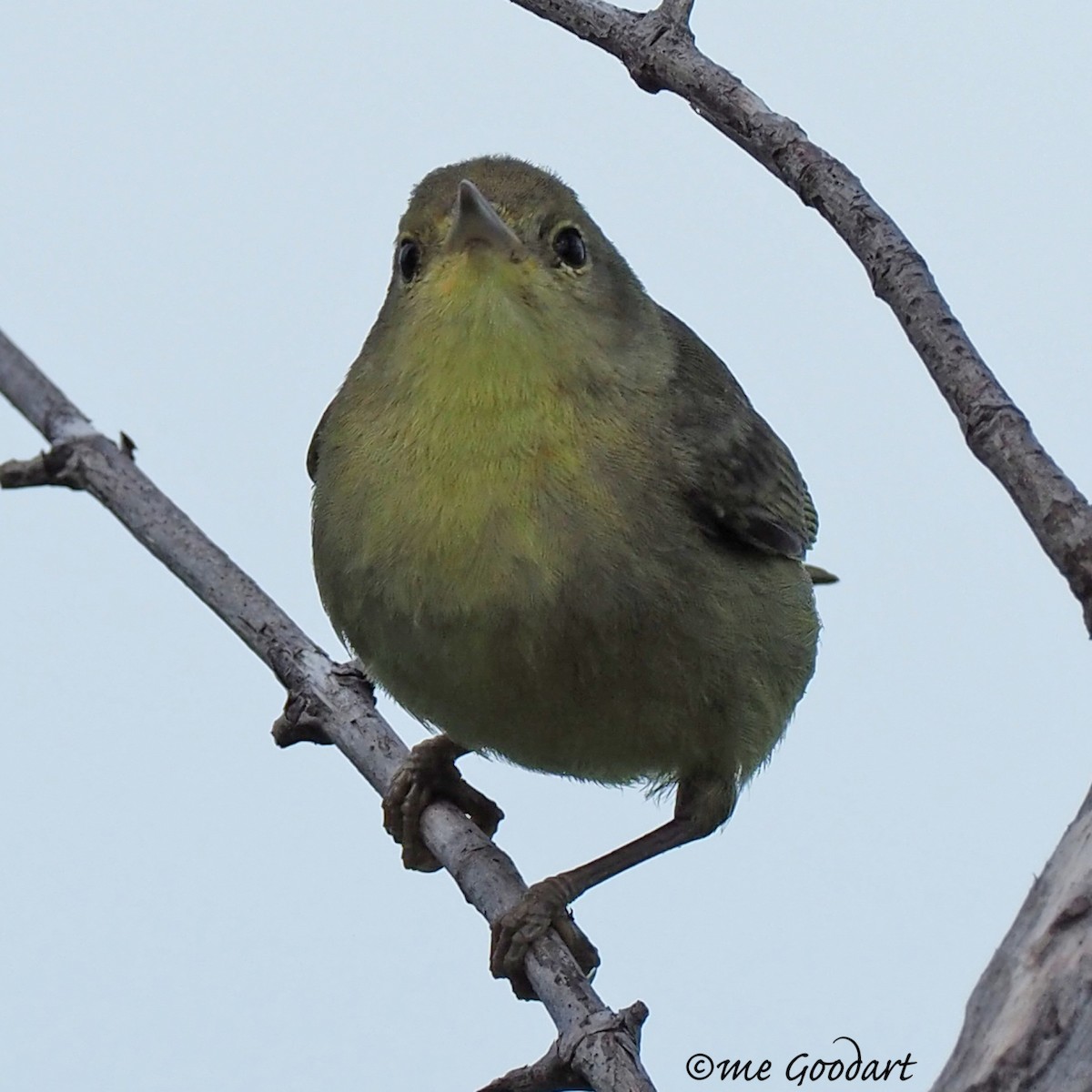 Yellow Warbler - Mary Goodart