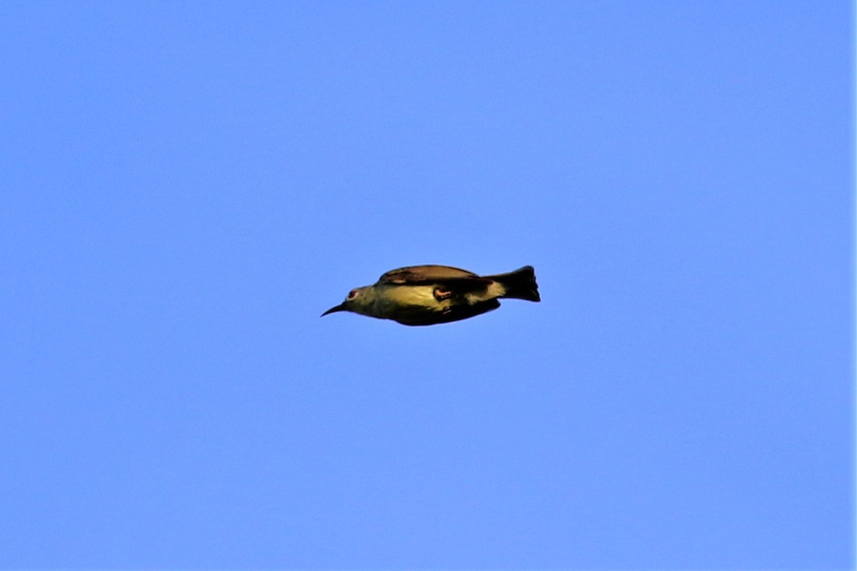 Brown-throated Sunbird - Fadzrun A.