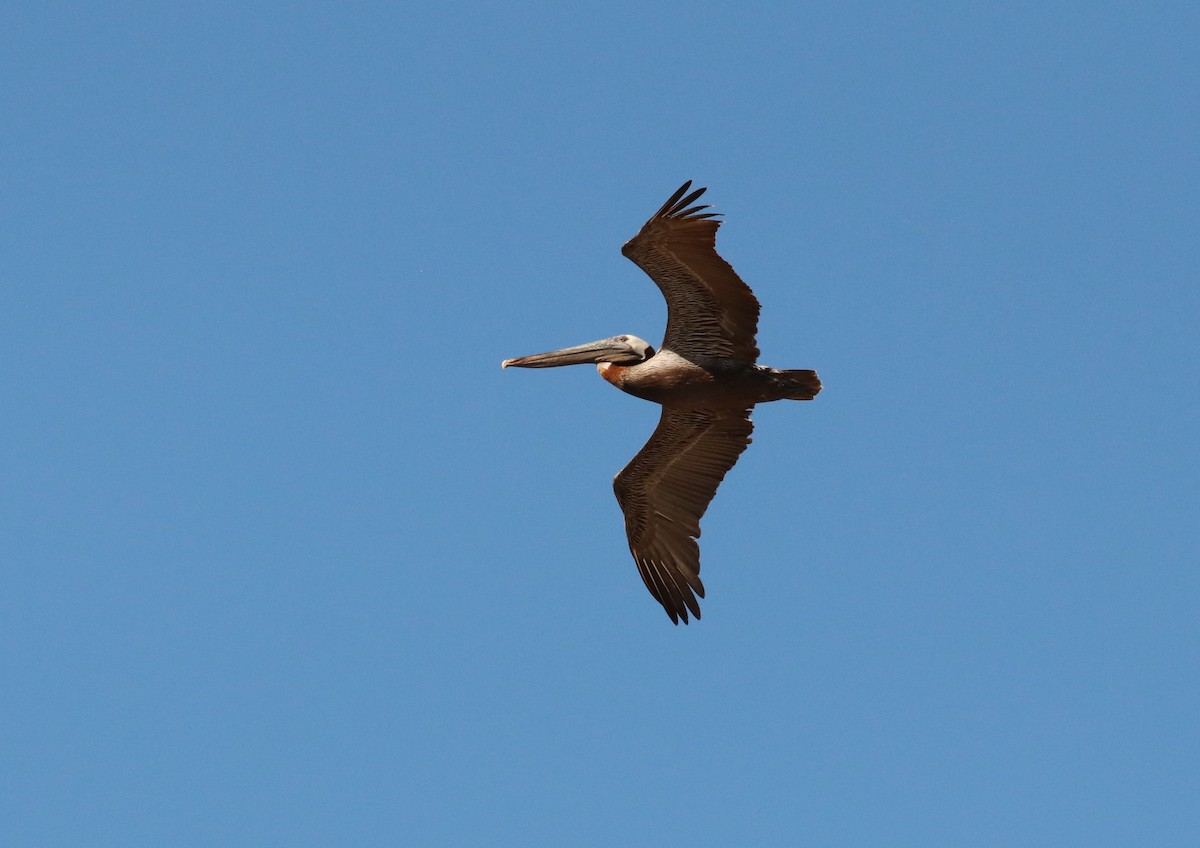 Brown Pelican - Émile Brisson-Curadeau