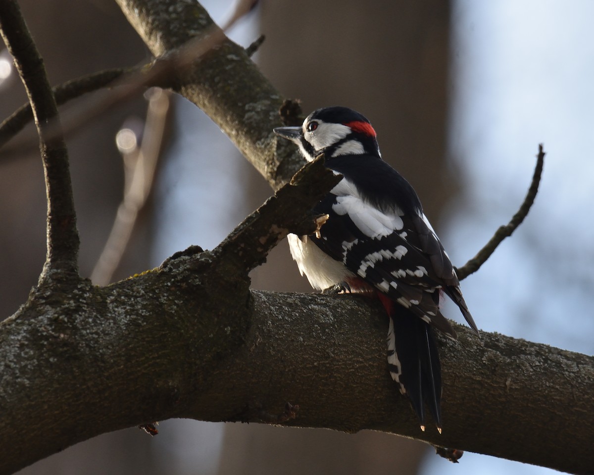 Great Spotted Woodpecker - Mallika Rajasekaran