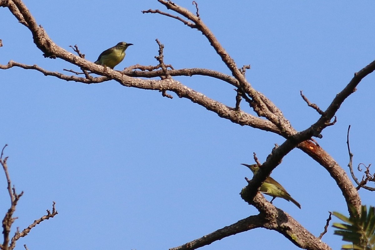 Brown-throated Sunbird - Fadzrun A.