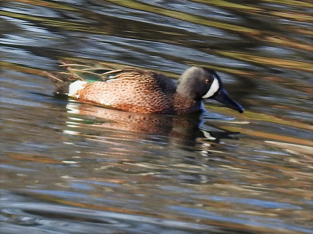 Blue-winged Teal - ML146668401