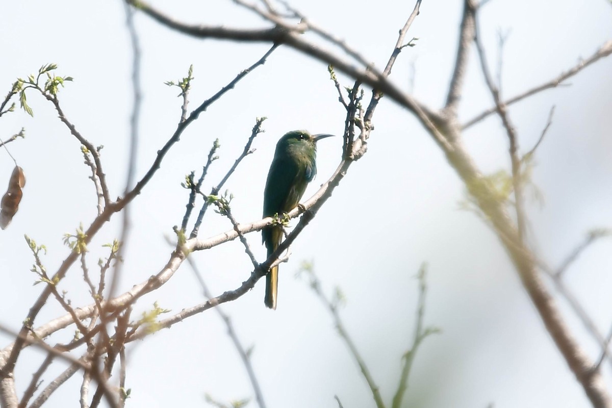 Blue-bearded Bee-eater - Anonymous