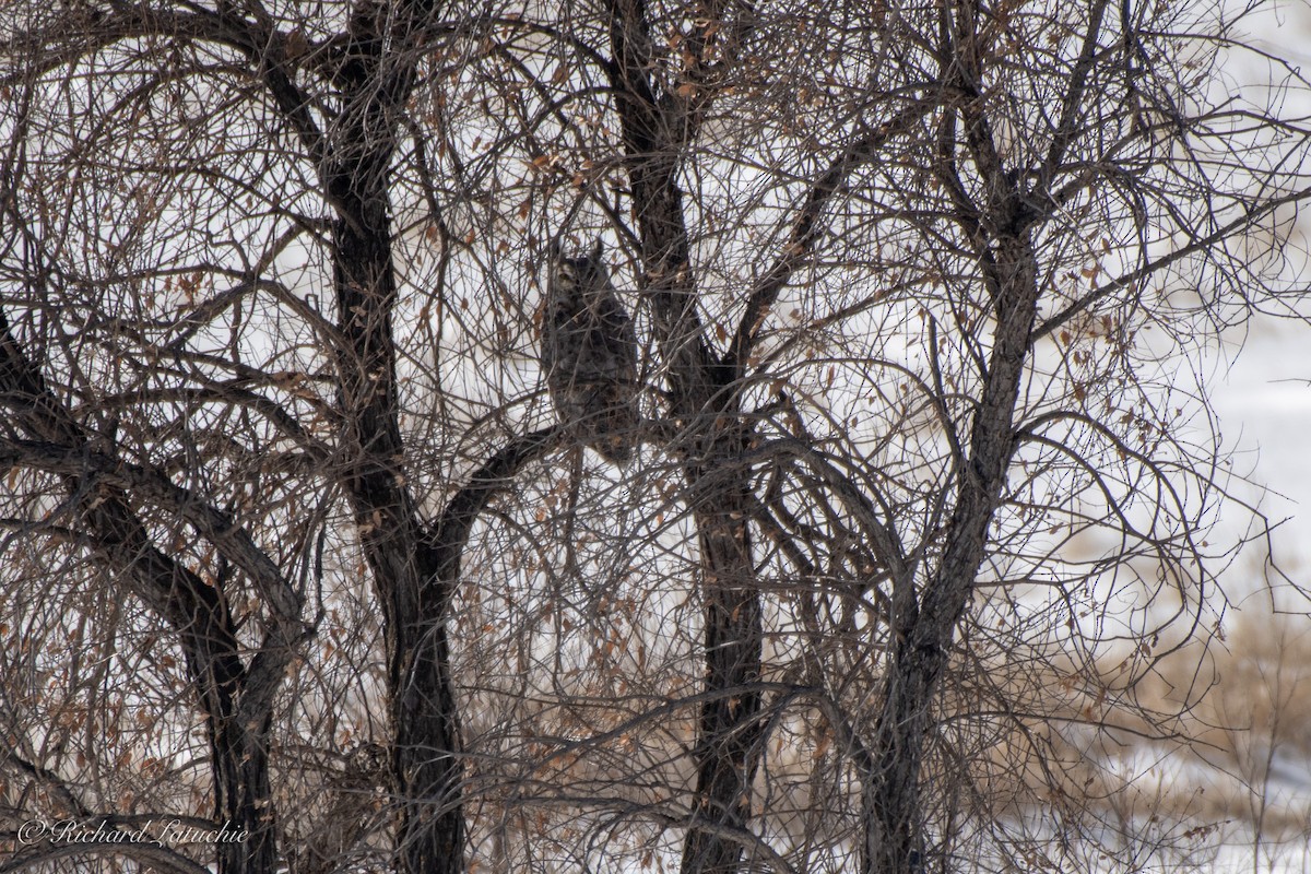 Great Horned Owl - Richard Latuchie