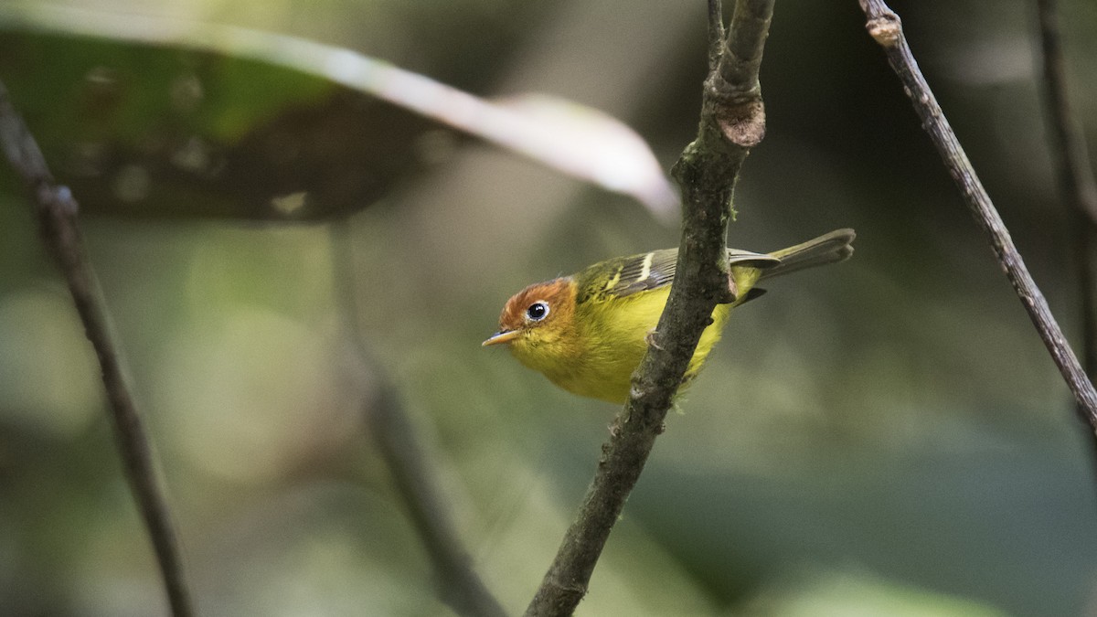 Yellow-breasted Warbler - ML146669721
