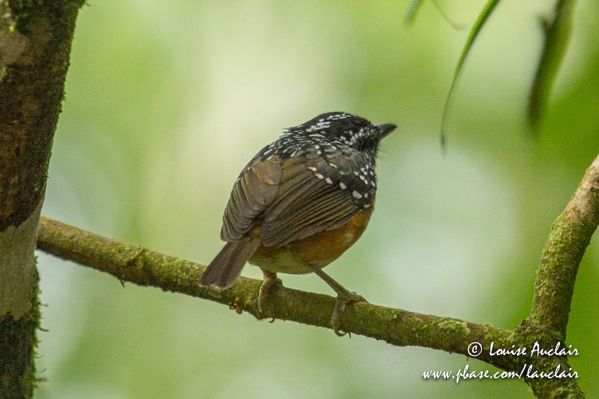 Peruvian Warbling-Antbird - Louise Auclair