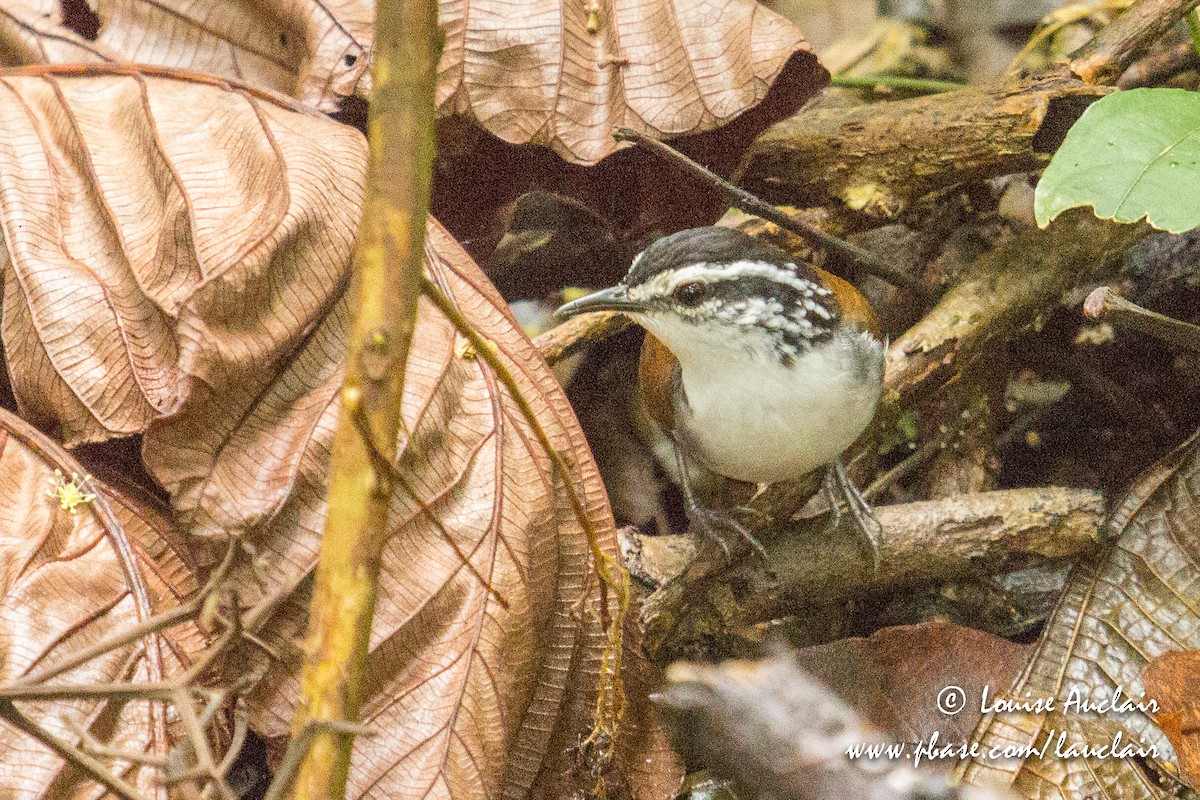 White-breasted Wood-Wren - Louise Auclair