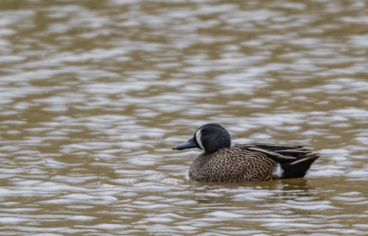 Blue-winged Teal - ML146673521