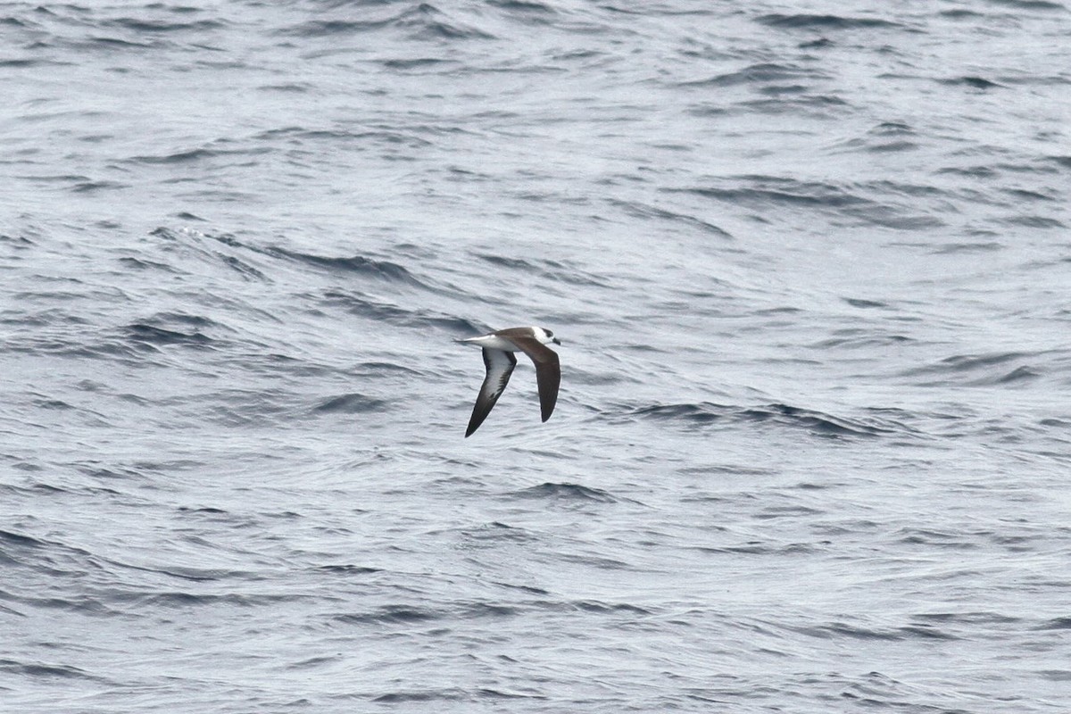 Black-capped Petrel (White-faced) - Peter Flood