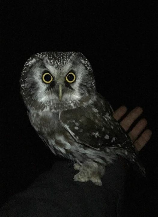 Boreal Owl - Kurt Ongman