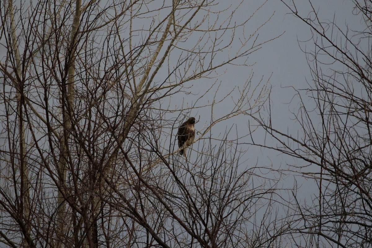 Red-tailed Hawk - ML146674581