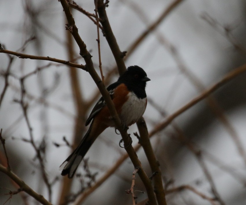Spotted Towhee - ML146674901