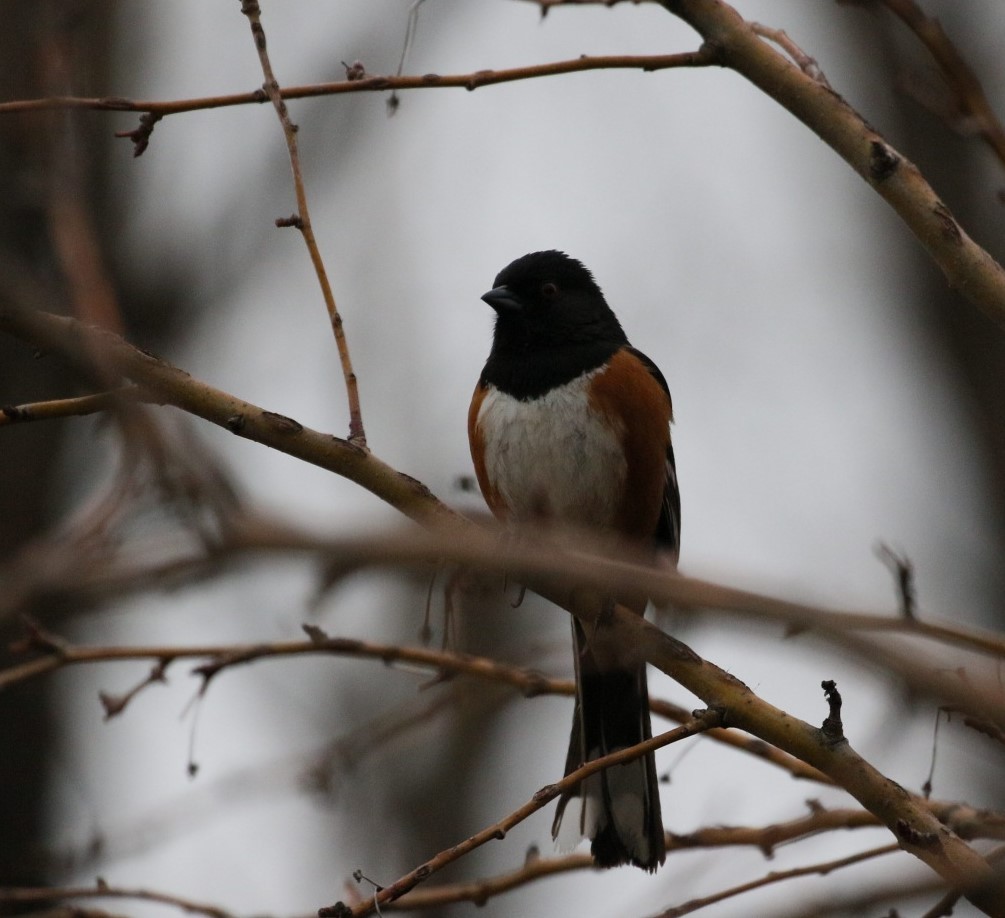 Spotted Towhee - ML146674911