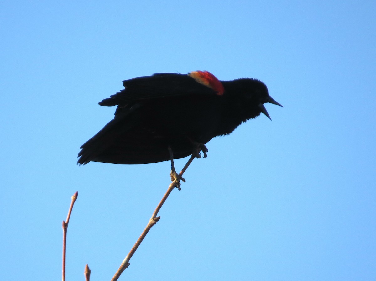 Red-winged Blackbird - John Meredig