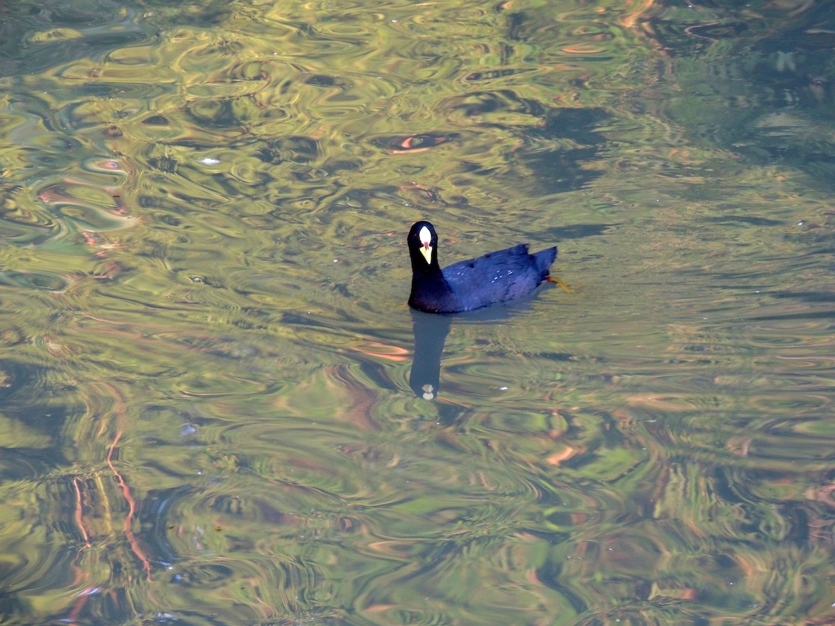 Red-gartered Coot - ML146675511