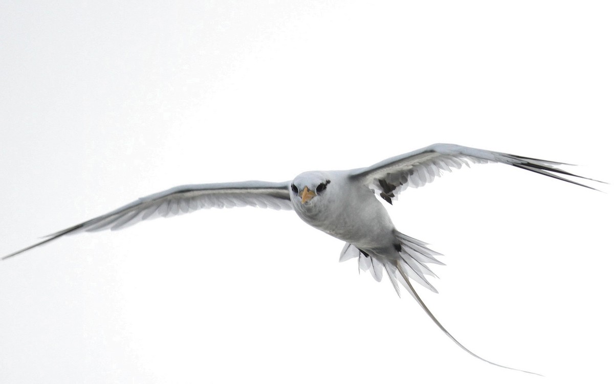 White-tailed Tropicbird - ML146675651