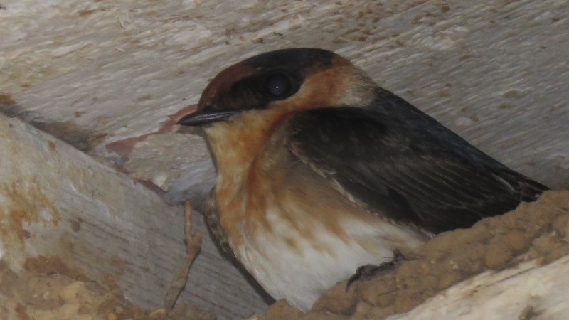 Cave Swallow - Manu Santa-Cruz