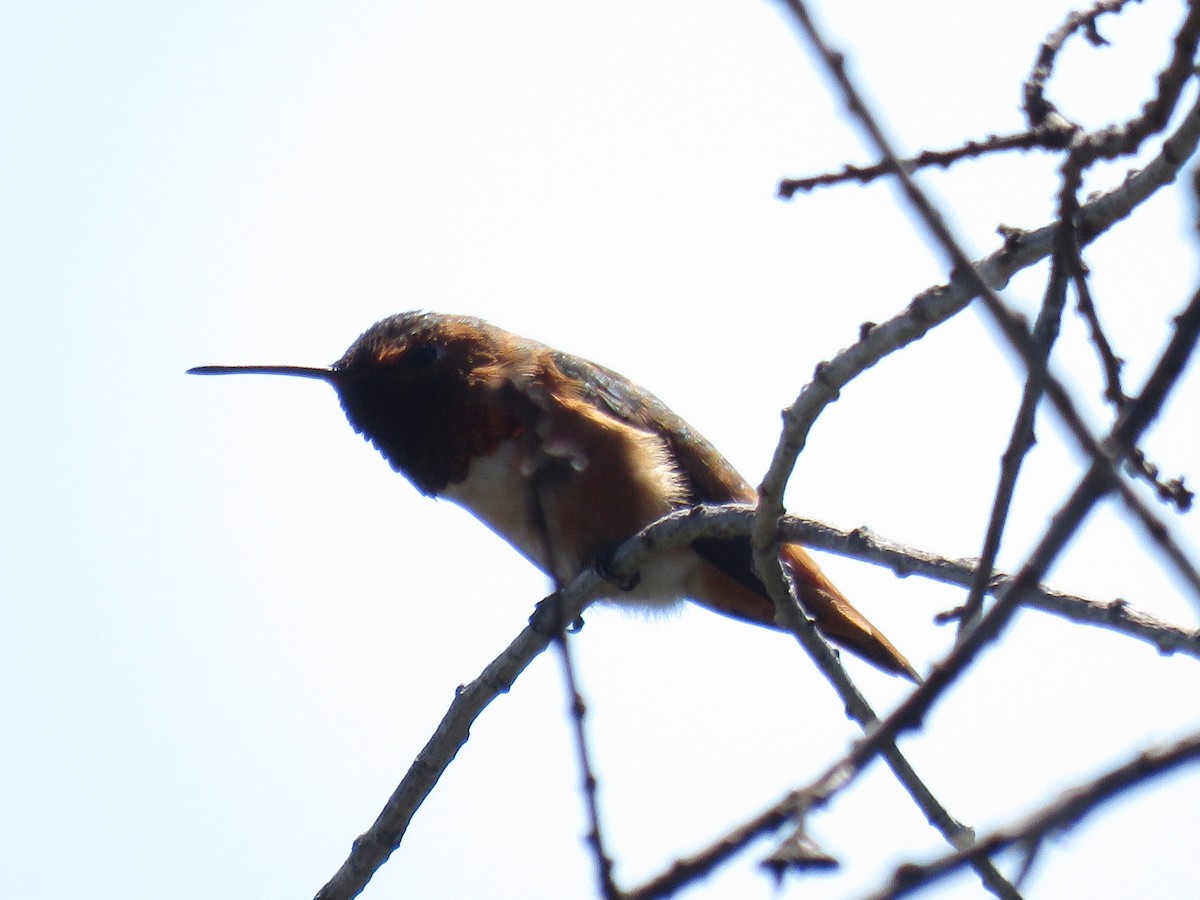 Allen's Hummingbird - Francis Commerçon