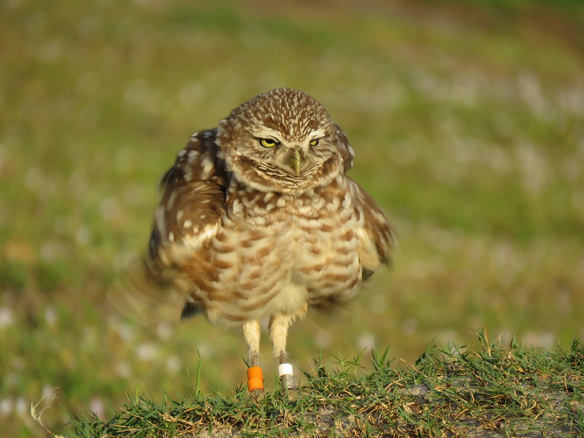 Burrowing Owl (Florida) - Joel Eckerson