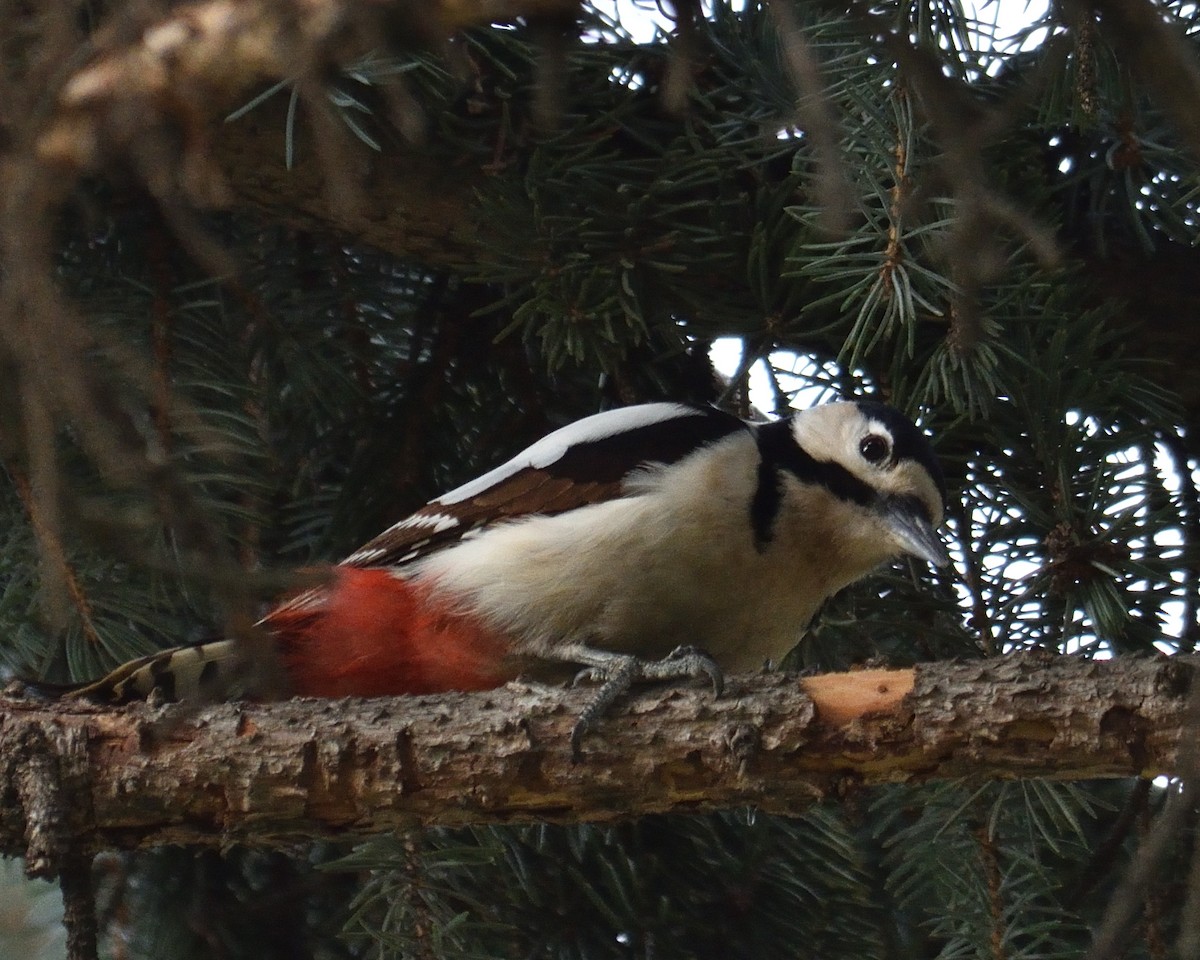 Great Spotted Woodpecker - Mallika Rajasekaran