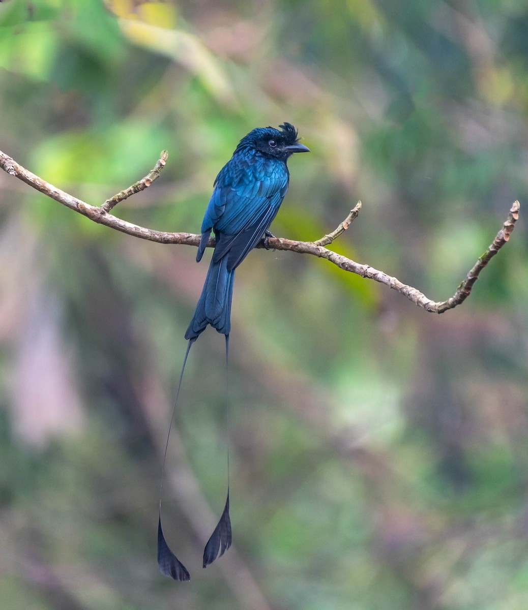 Greater Racket-tailed Drongo - ML146679471