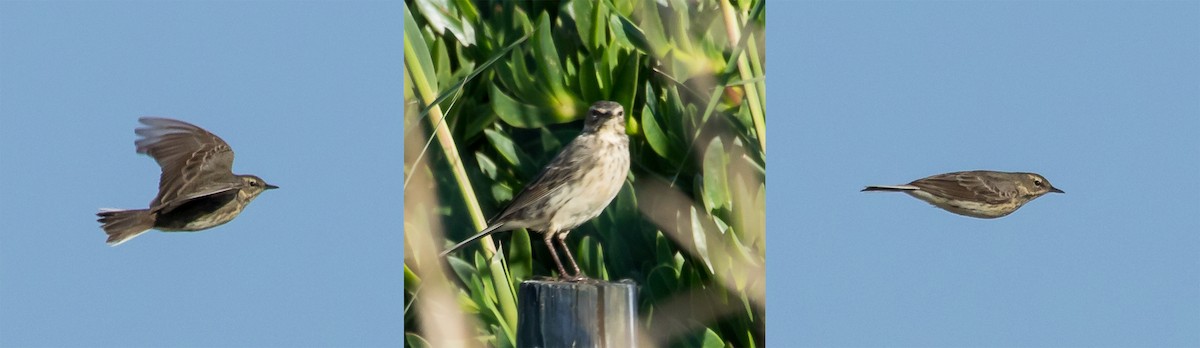 Water Pipit - ML146681311