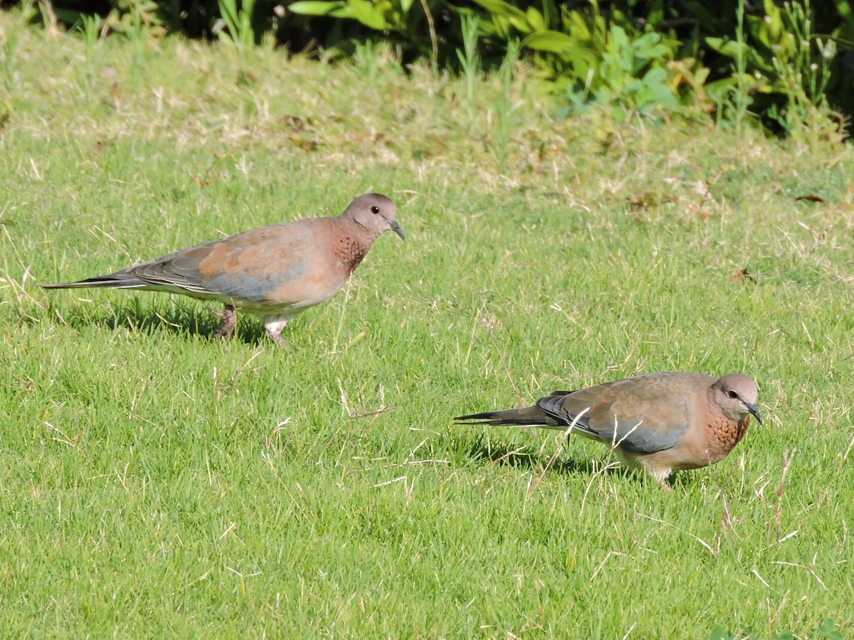 Laughing Dove - ML146681811