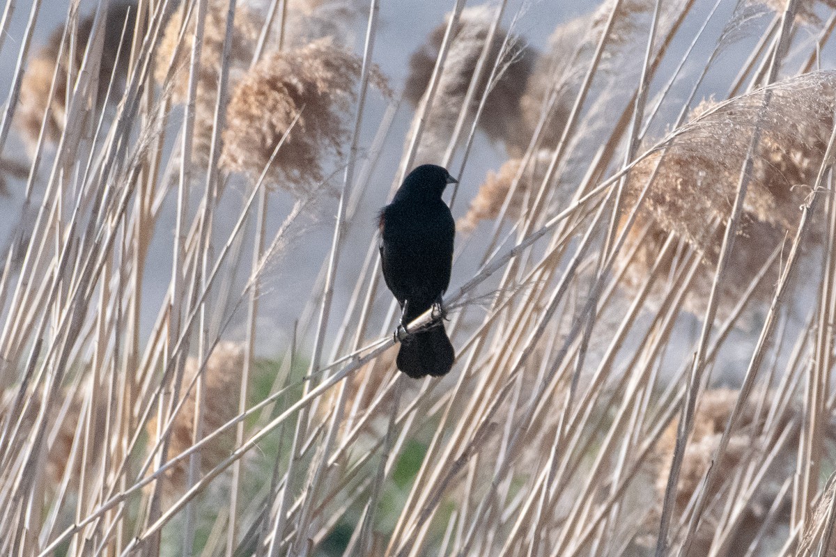 Red-winged Blackbird - Richard Littauer