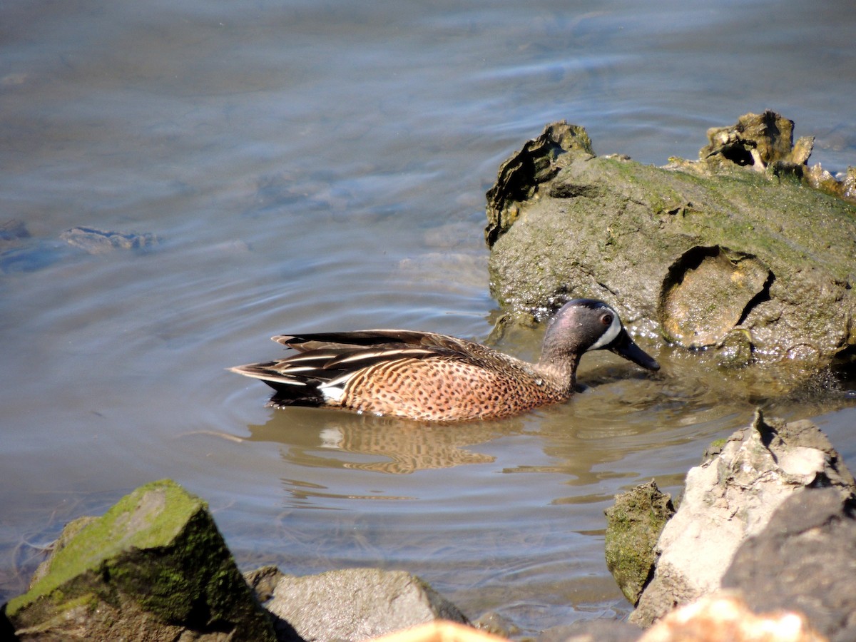 Blue-winged Teal - ML146682181