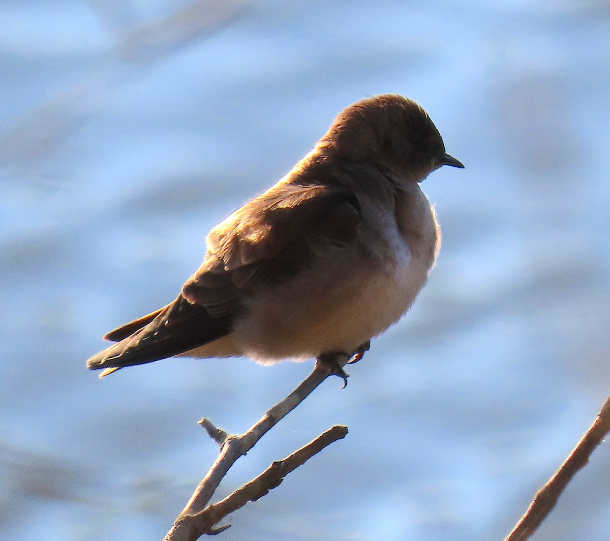 Northern Rough-winged Swallow - ML146682791