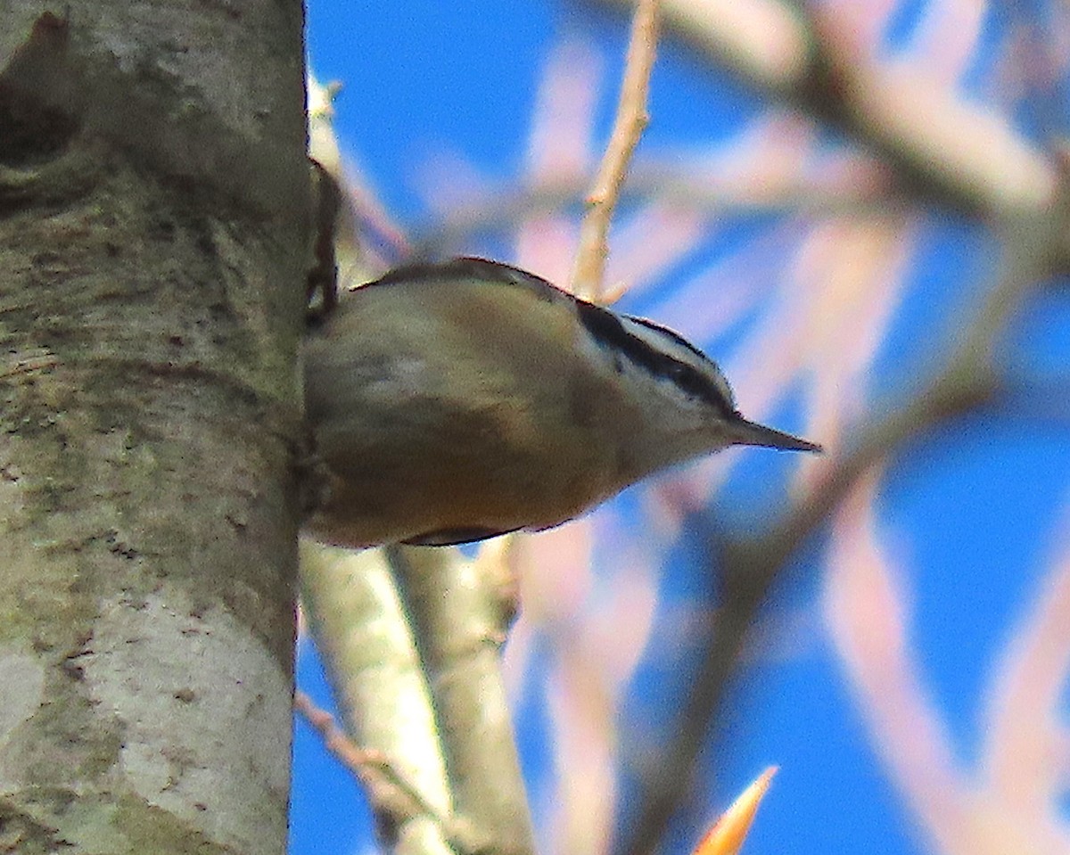Red-breasted Nuthatch - ML146682811