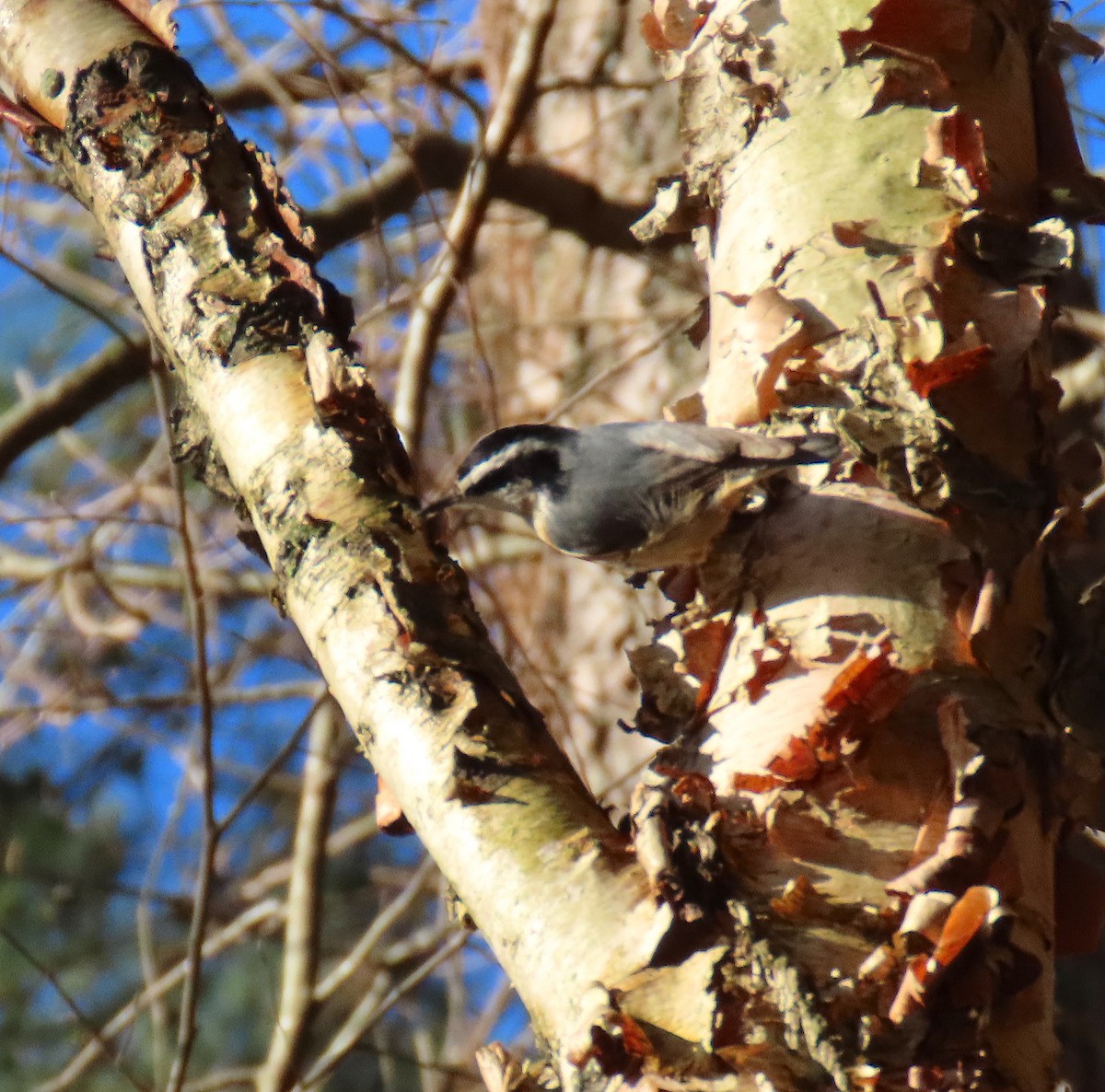 Red-breasted Nuthatch - Lori White