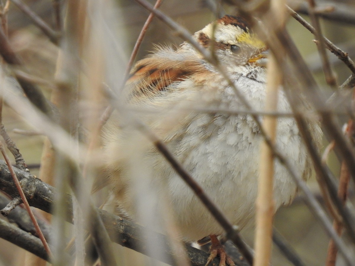 White-throated Sparrow - ML146683381