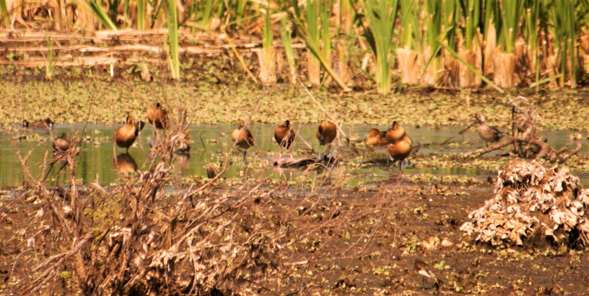 Fulvous Whistling-Duck - ML146683651