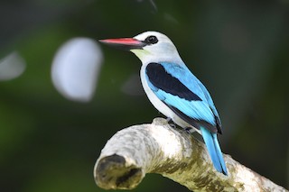 woodland kingfisher