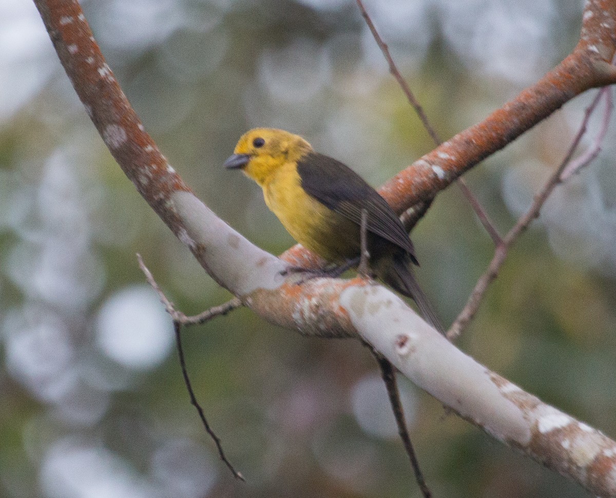 Yellow-headed Brushfinch - Bradley Davis