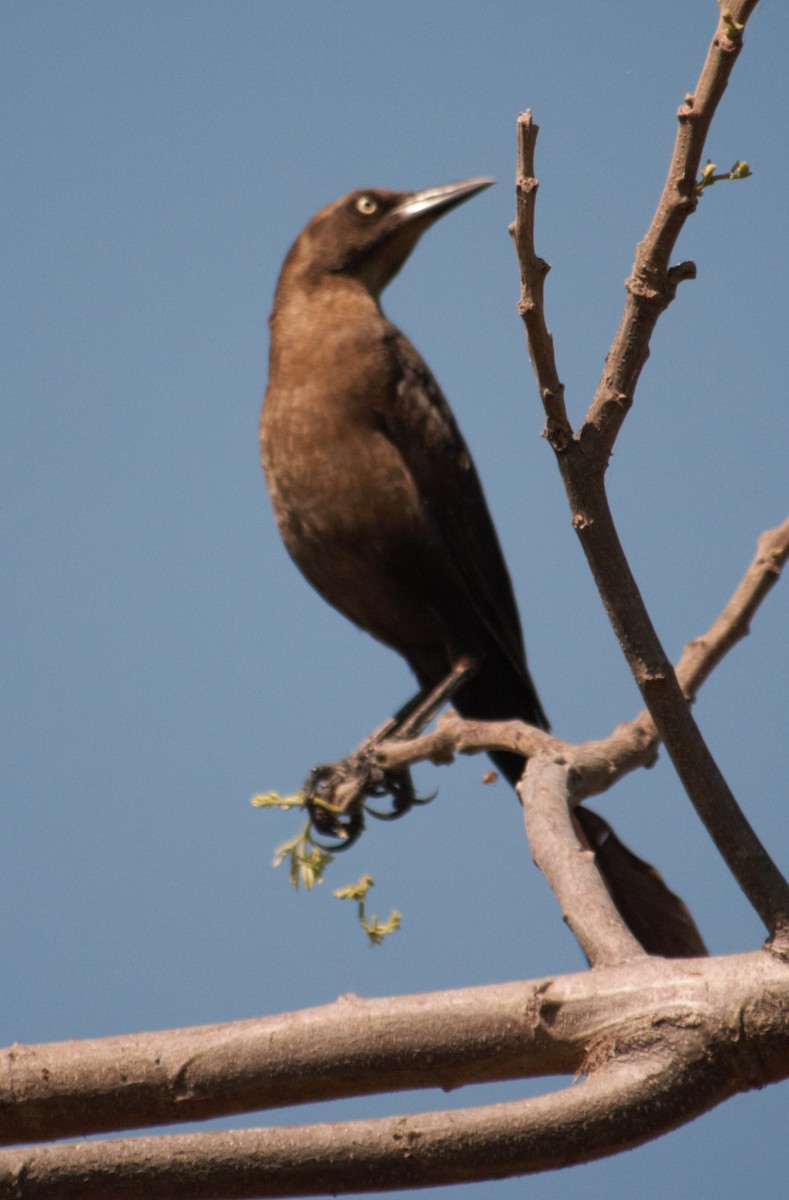 Great-tailed Grackle - ML146685721