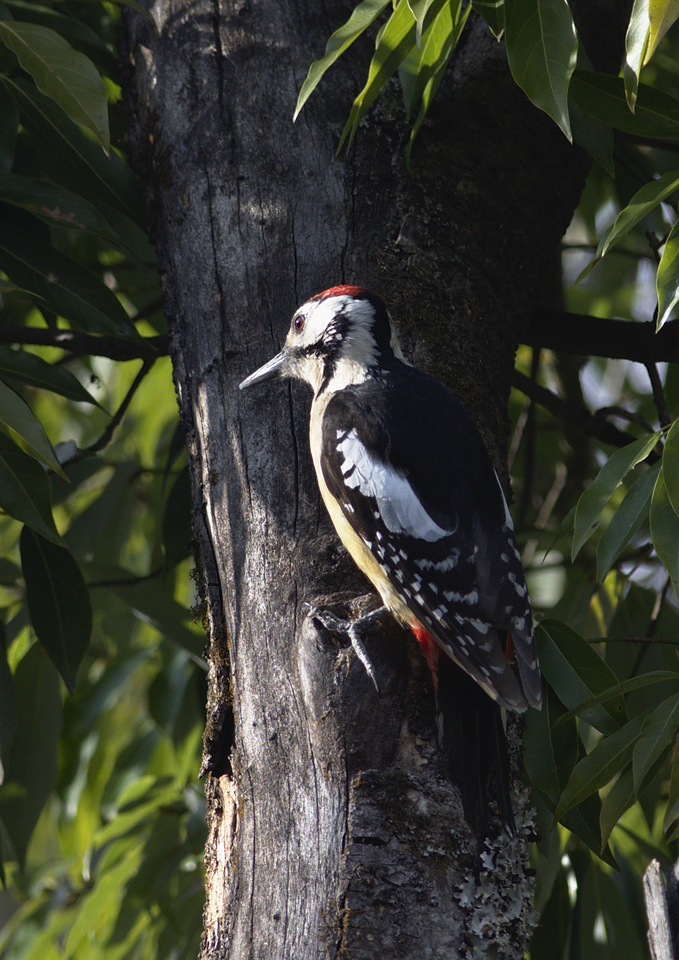 Himalayan Woodpecker - ML146686121
