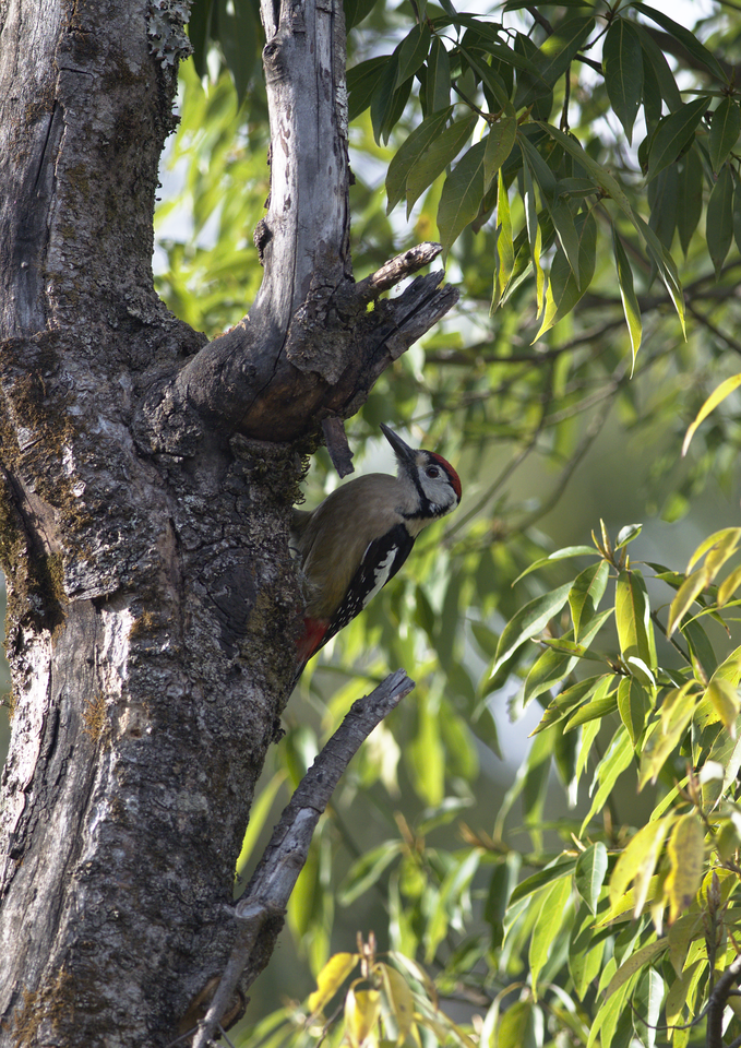 Himalayan Woodpecker - Ramnarayan Kalyanaraman