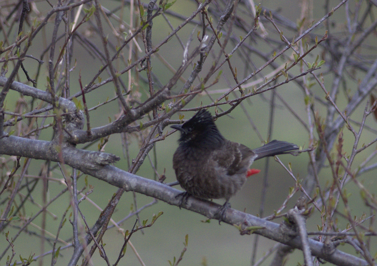 Red-vented Bulbul - ML146686941