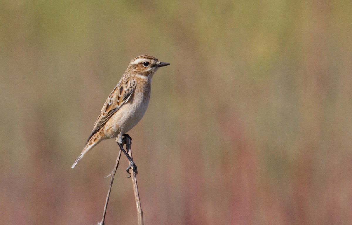 Whinchat - ML146687901