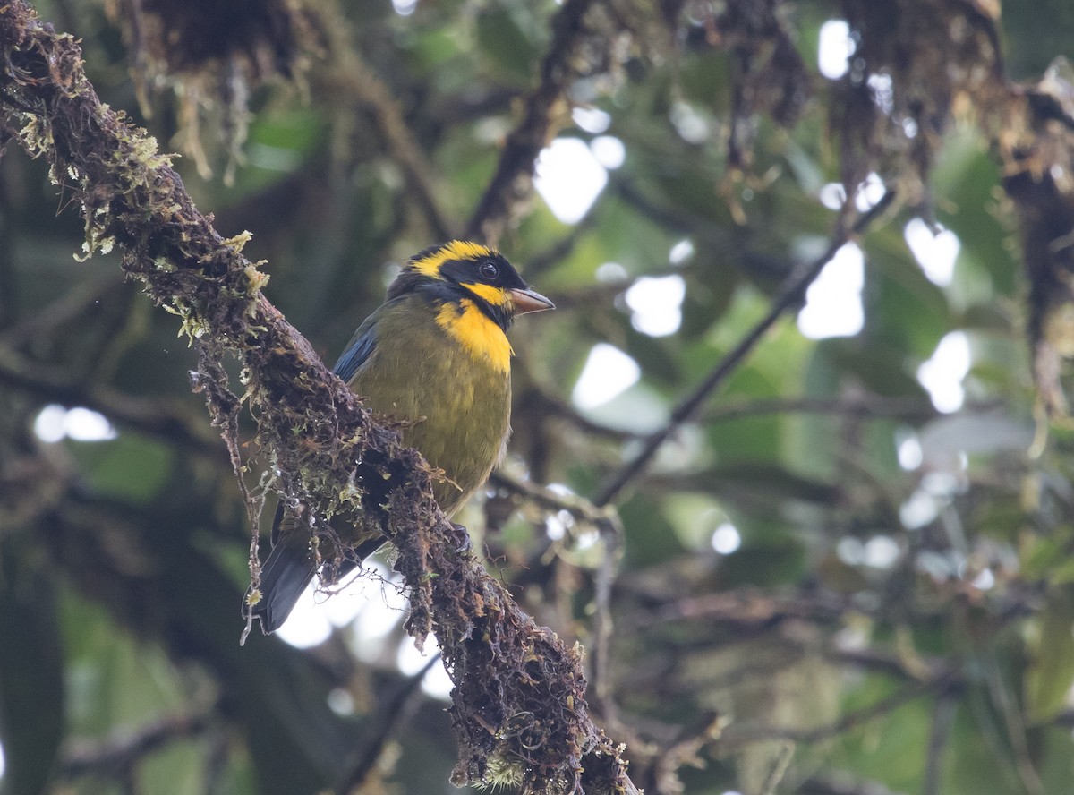 Gold-ringed Tanager - ML146688411