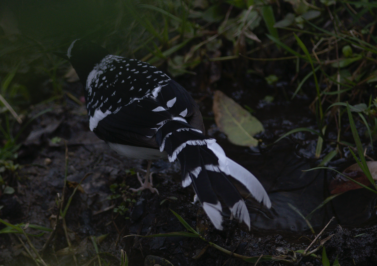Spotted Forktail - ML146688621