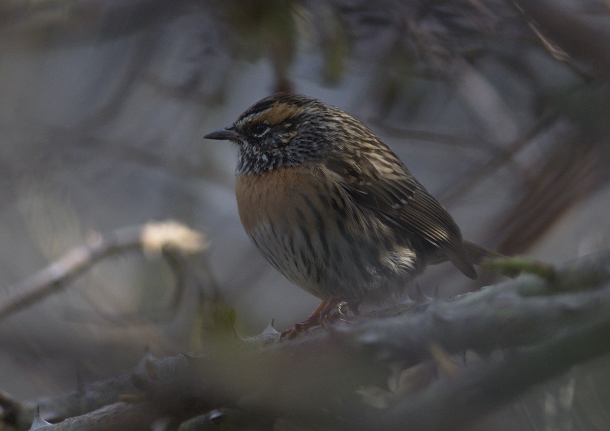 Rufous-breasted Accentor - ML146689901