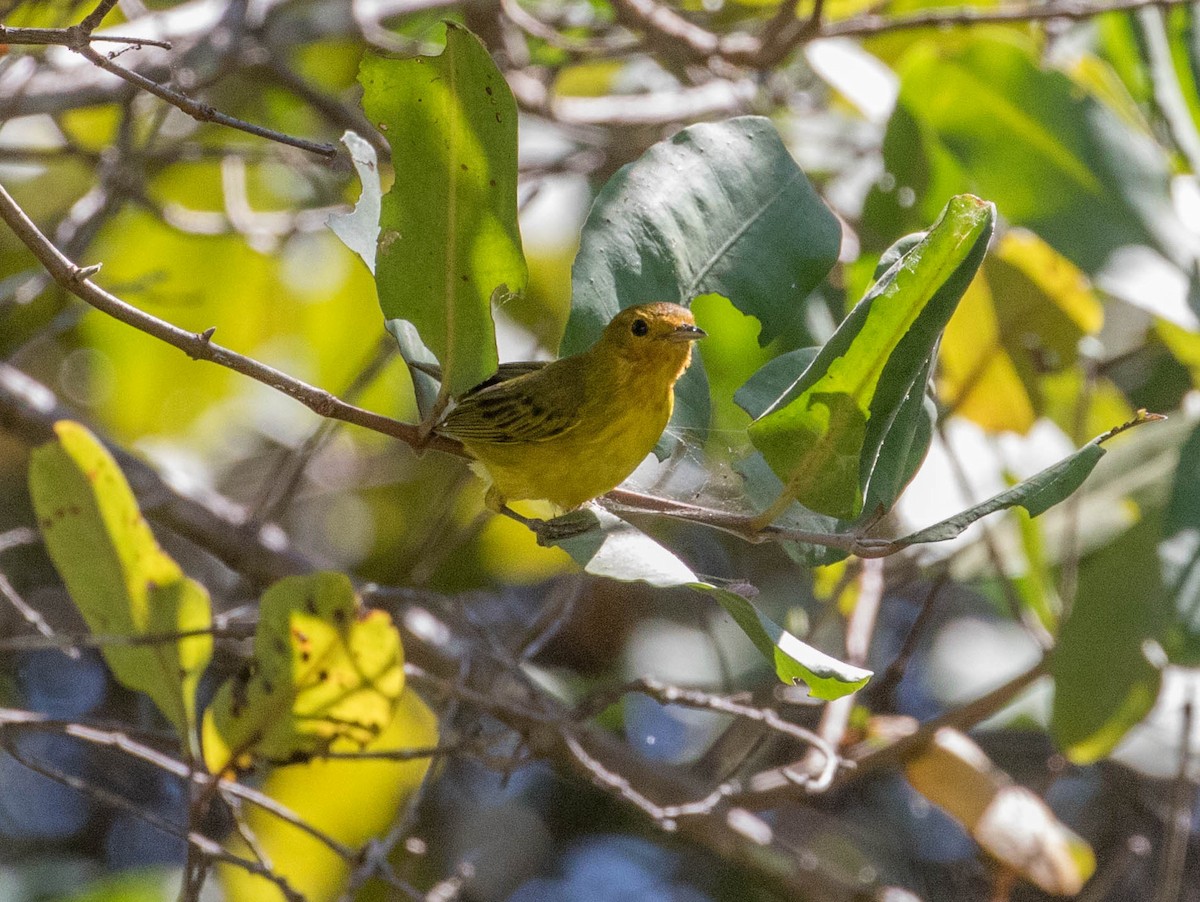 Yellow Warbler (Mangrove) - ML146690701