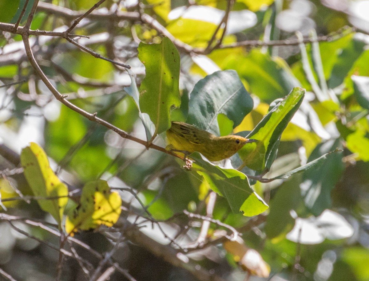Yellow Warbler (Mangrove) - ML146690711