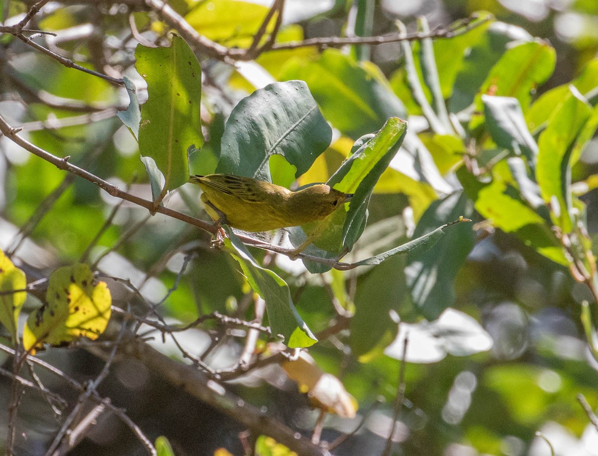 Yellow Warbler (Mangrove) - ML146690721