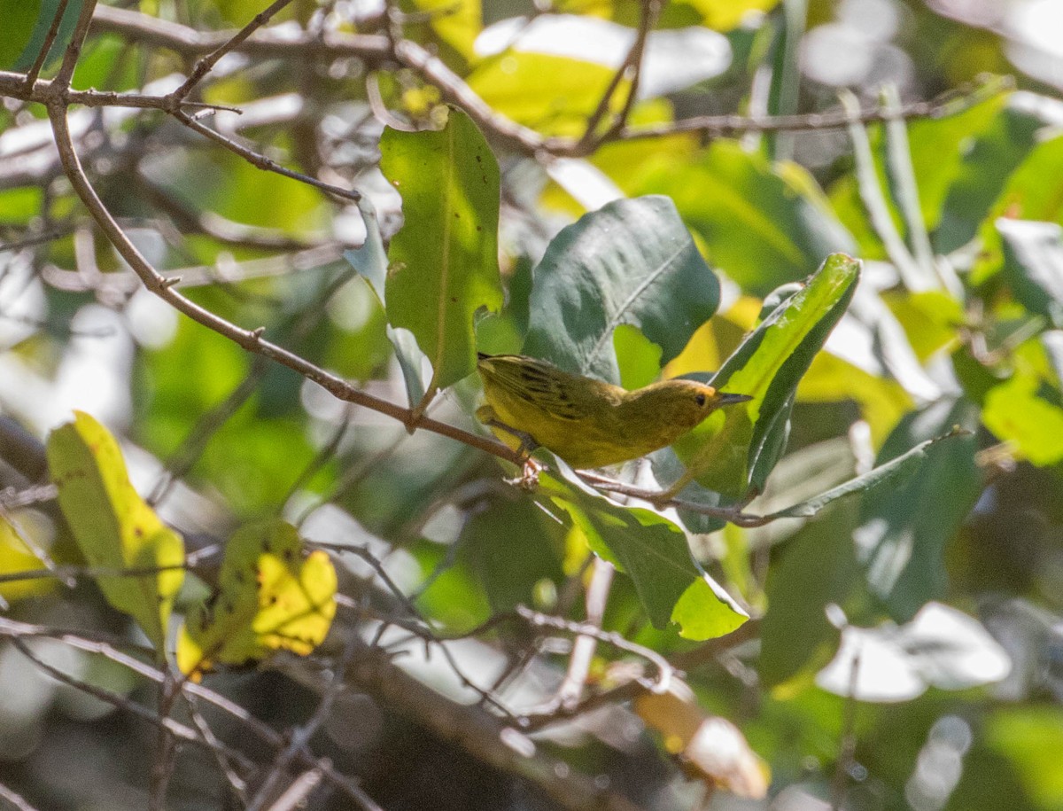Yellow Warbler (Mangrove) - ML146690731